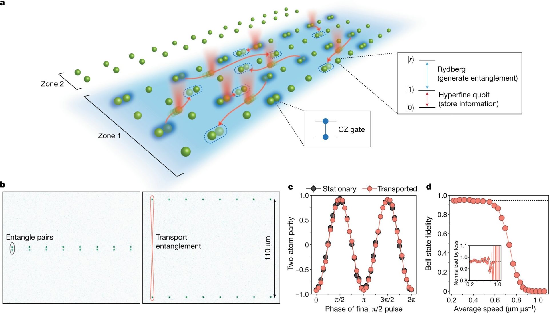 Quantum information architecture enabled by coherent transport of neutral atoms. a, In our approach, qubits are transported to perform entangling gates with distant qubits, enabling programmable and non-local connectivity. Atom shuttling is performed using optical tweezers, with high parallelism in two dimensions and between multiple zones allowing selective manipulations.