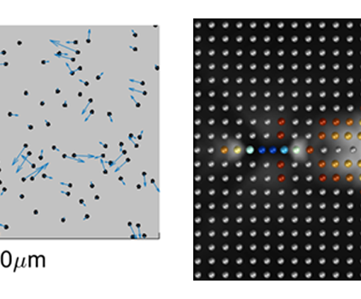 Figure 1. Left: Experimental measurement of colloidal particles driven in a thin microfluidic channel. The particles form stable, hydrodynamically coupled pairs moving at the same velocity (arrows). These pairs are the fundamental quasiparticles of the system. Right: Simulation of a hydrodynamic crystal, showing a quasiparticle pair (leftmost yellow and orange particles) propagating in a hydrodynamic crystal, leaving behind a supersonic Mach cone of excited quasiparticles. Colors denote the magnitude of the pair excitation, and the white background denotes their velocity (see movie).