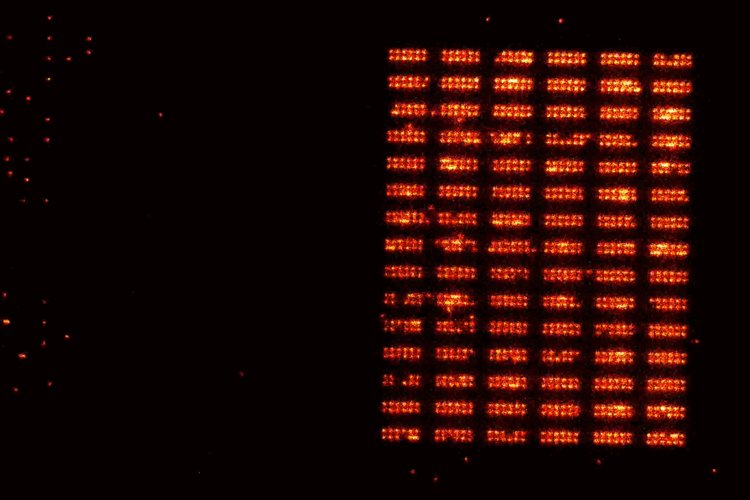 Quantum register reaches 1200 neutral atoms in continuous operation