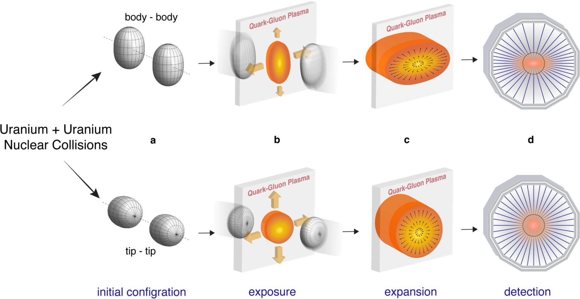 Head-on collisions of oblong uranium nuclei can take orientations between body-body and tip-tip (a) to produce a quark-gluon plasma (QGP) with varying shapes and sizes (b). These QGP characteristics drive distinct expansion patterns (c), leading to different distributions of emitted particles (d). By measuring the variation in these “flow” patterns from collision to collision and comparing them to collisions of near-spherical gold nuclei, scientists can extract the shape of the uranium nuclei. Credit: Jiangyong Jia/Stony Brook University